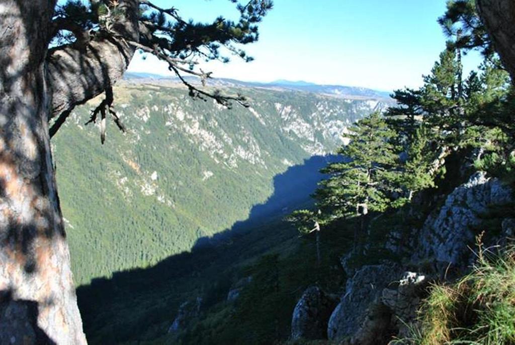Underwoods Zabljak Guesthouse Εξωτερικό φωτογραφία